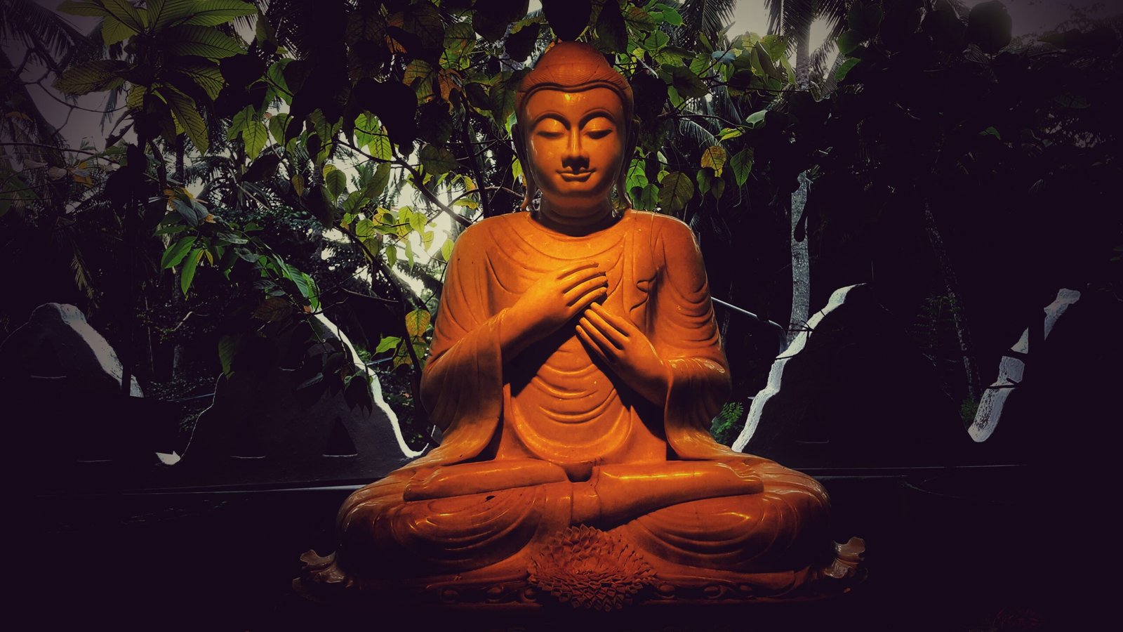 Lama Fera